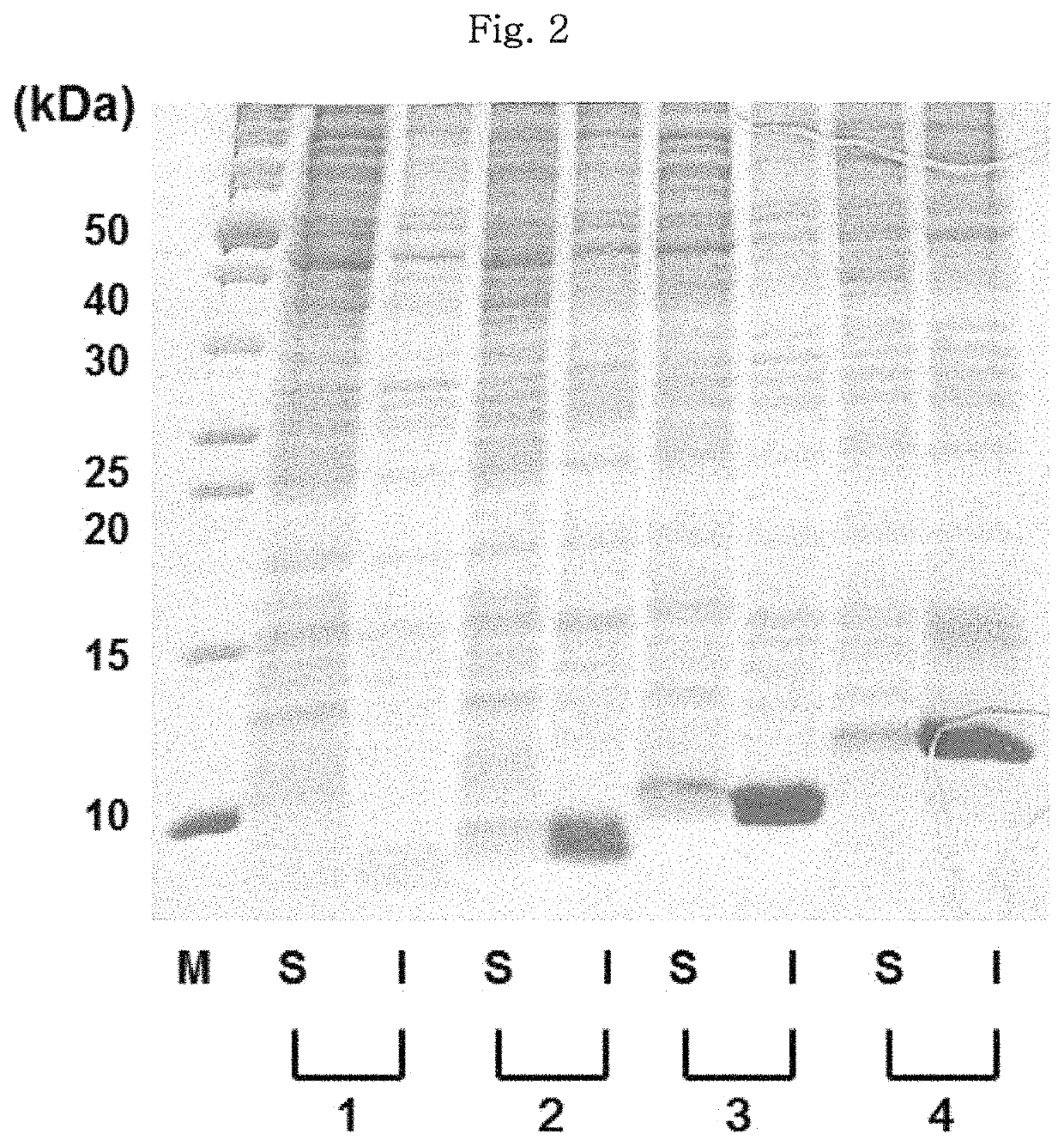 N-terminal fusion partner for producing recombinant polypeptide, and method for producing recombinant polypeptide using same