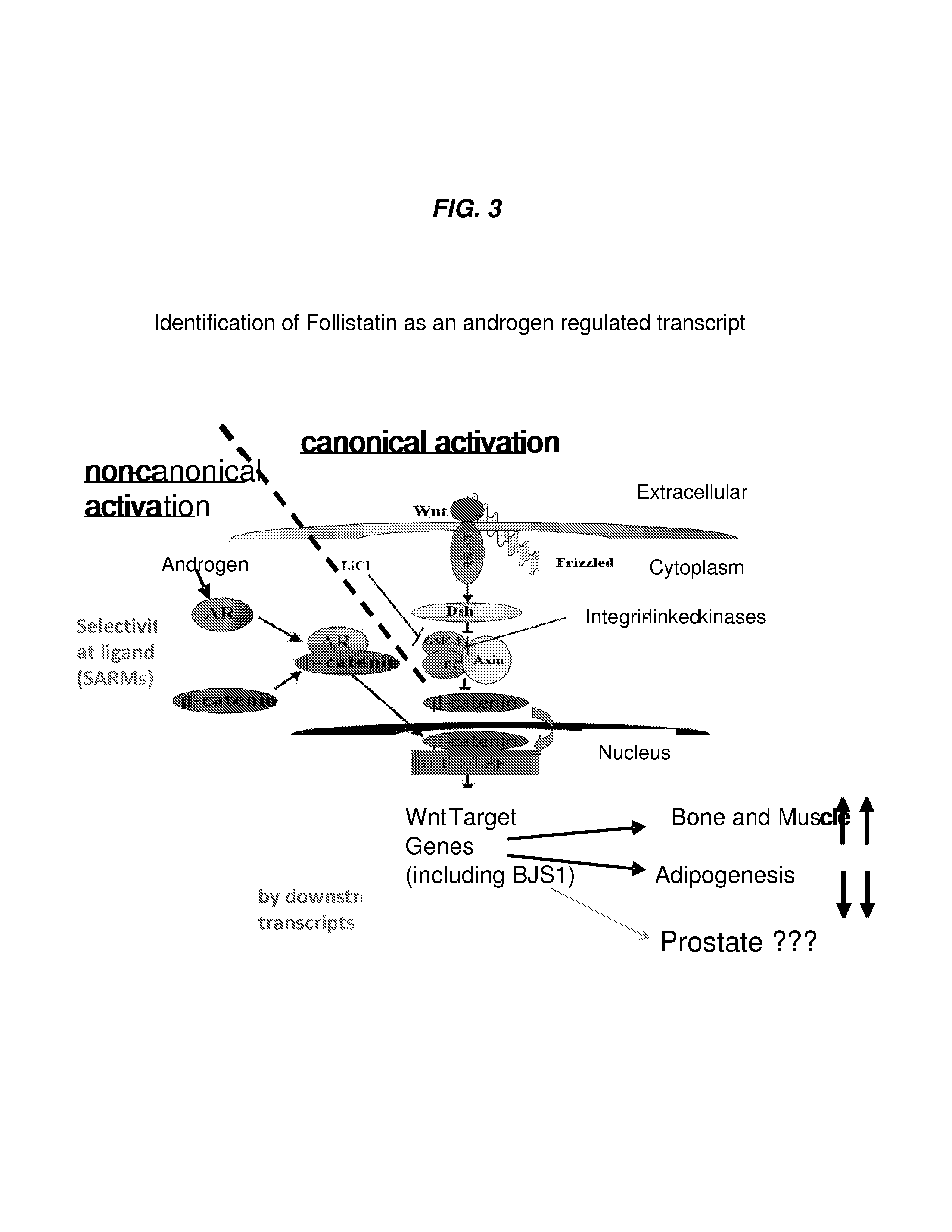 Combination of testosterone and ornithine decarboxylase (ODC) inhibitors