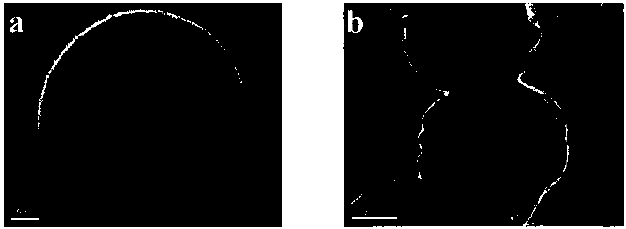 Preparation method of double-emission fluorescent probes for detecting content of aspirin in saliva