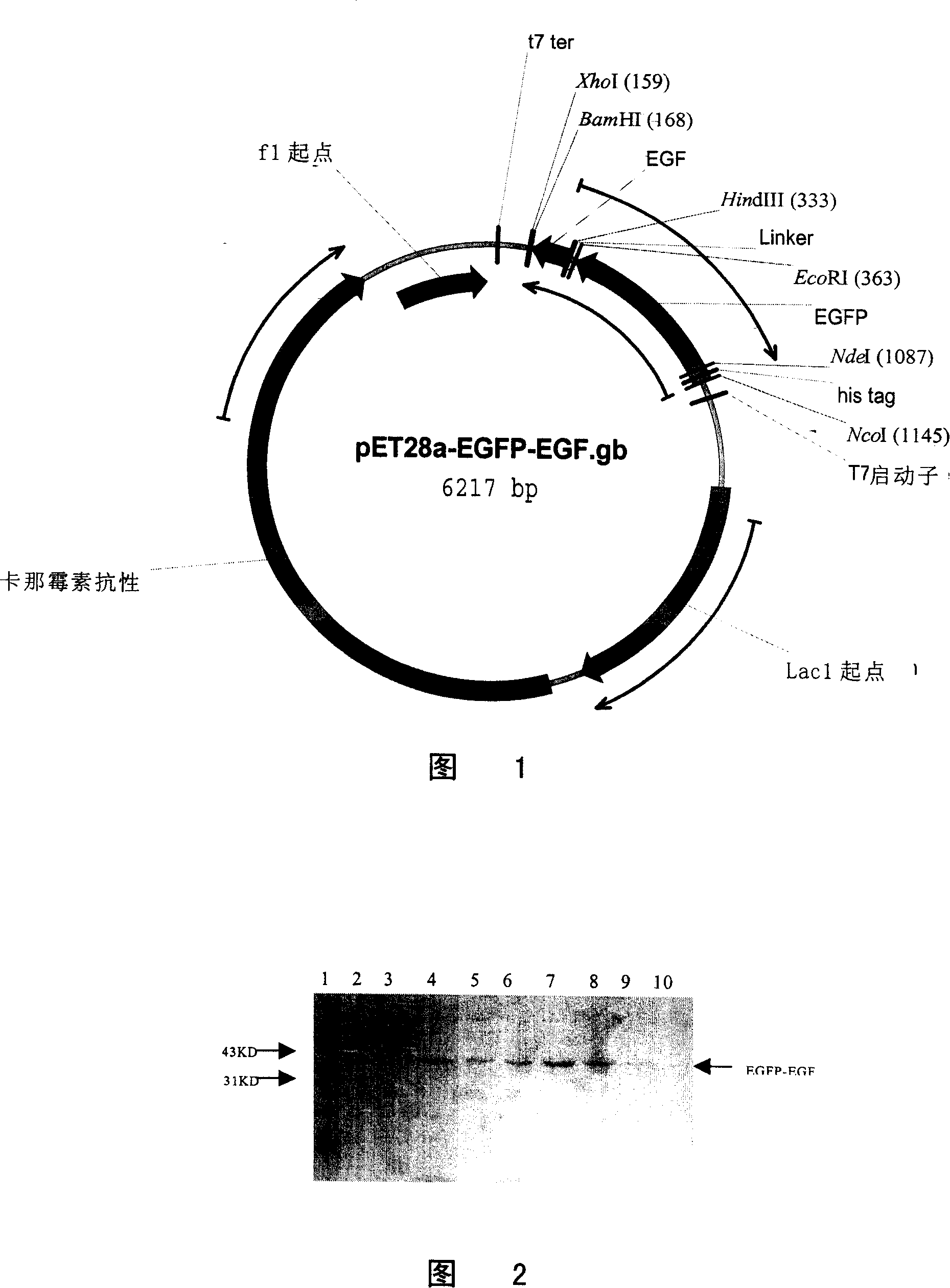 Fusion protein of pellicle growing gene and green fluorescence albumen