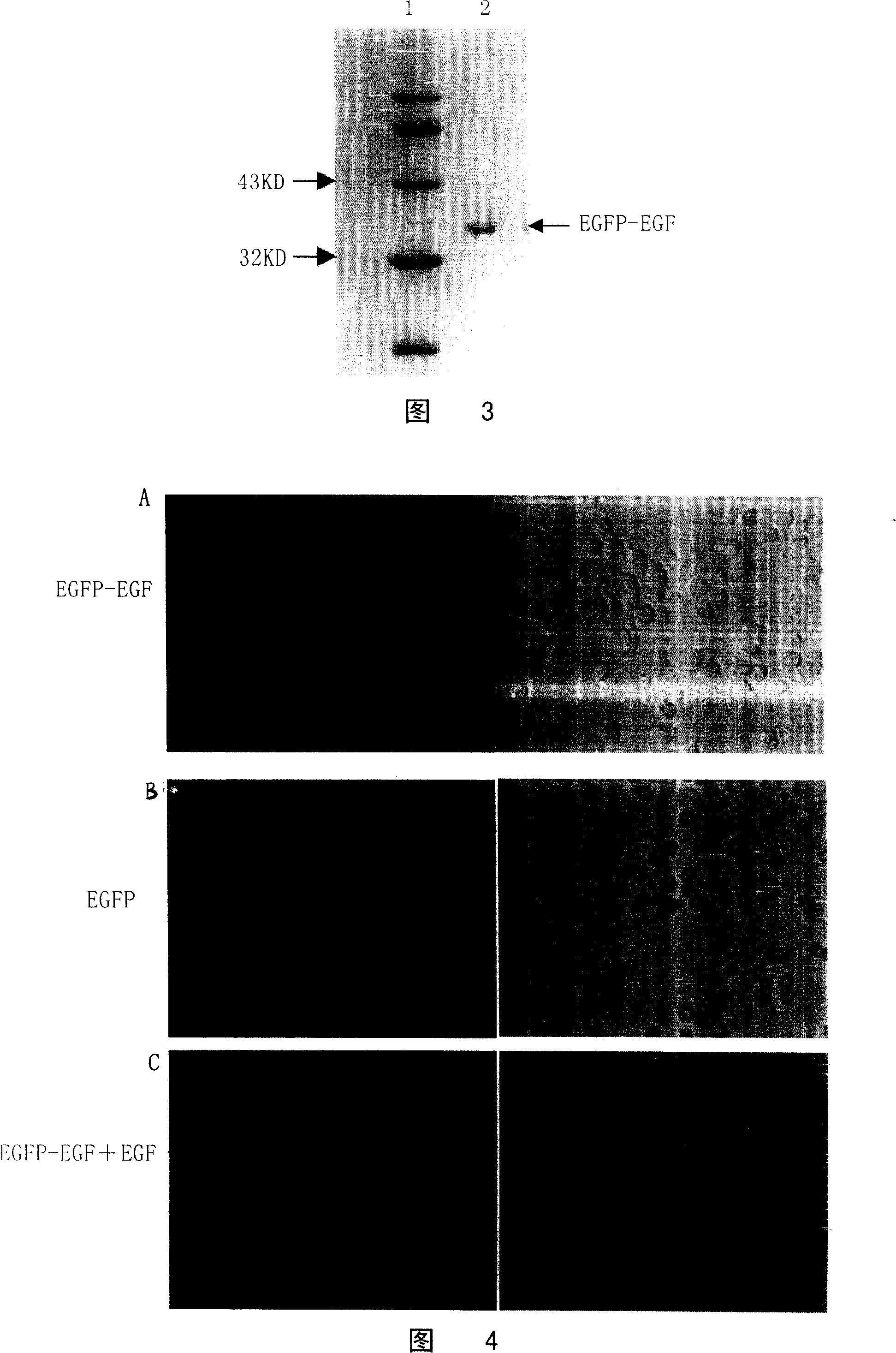 Fusion protein of pellicle growing gene and green fluorescence albumen