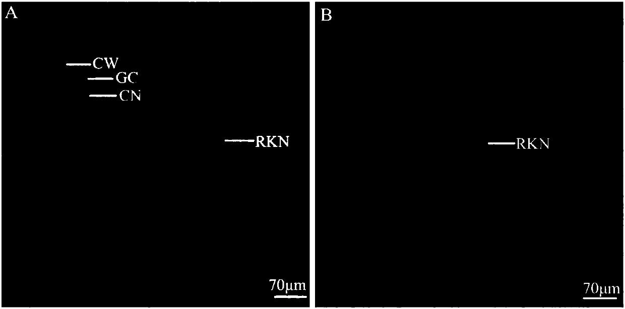 Method for manufacturing water convolvulus root-knot nematode giant cell paraffin sections