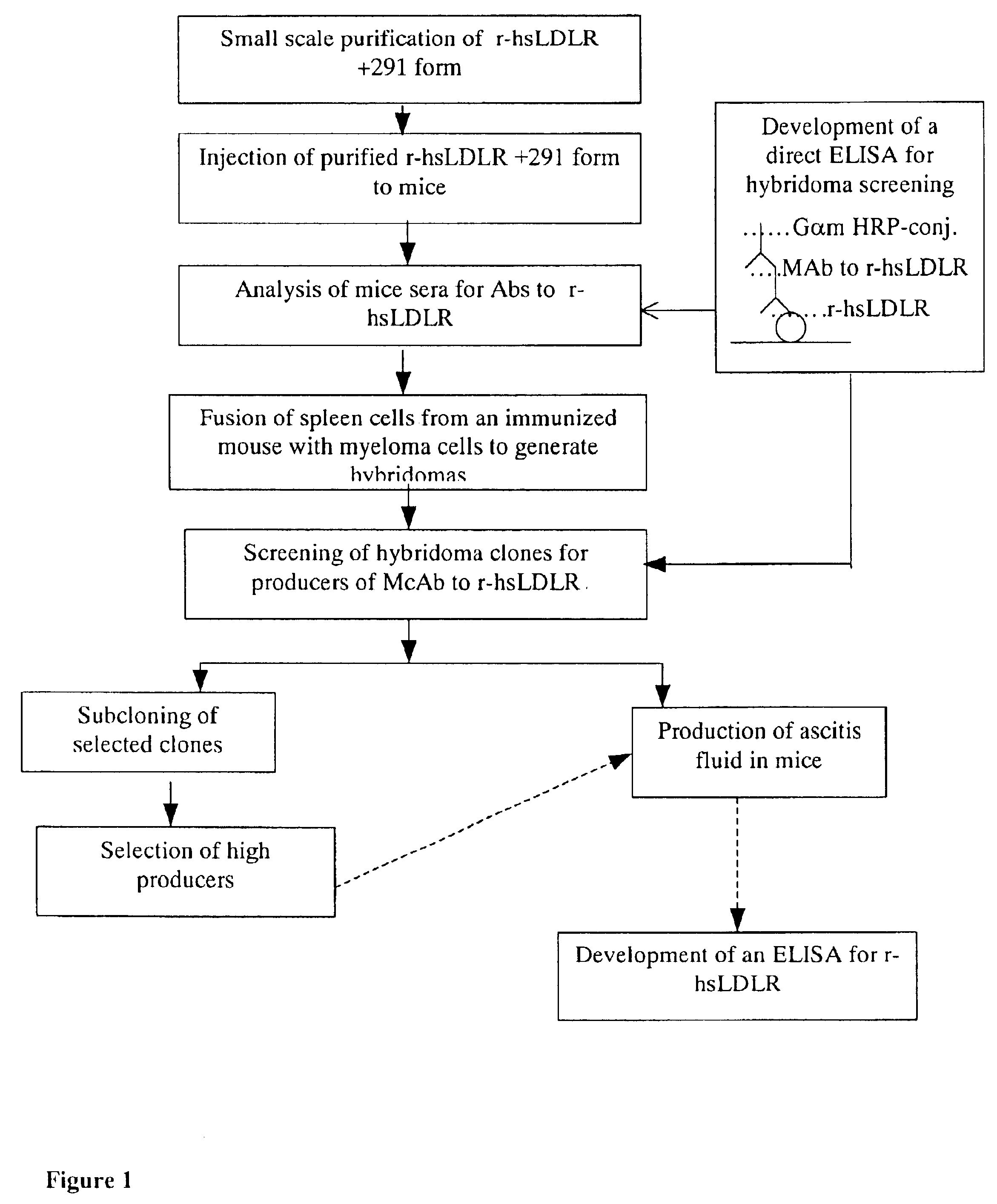 Monoclonal antibodies to the human LDL receptor, their production and use