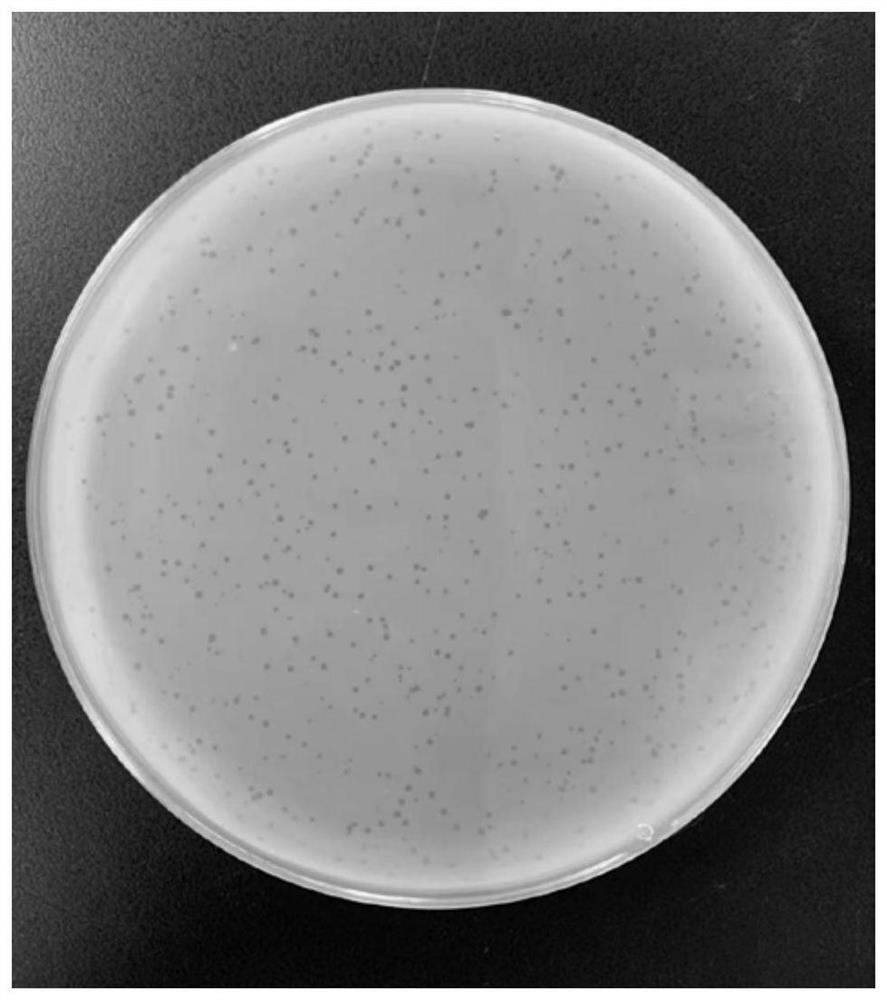 Broad-spectrum phage for rapidly cracking livestock and poultry escherichia coli and application