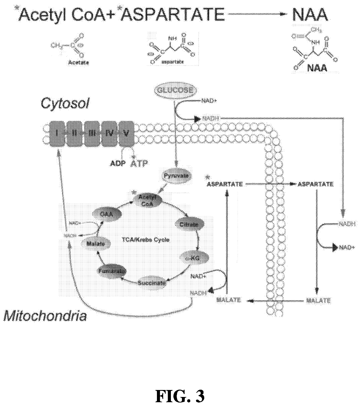 Methods of Treating or Preventing Amyotrophic Lateral Sclerosis