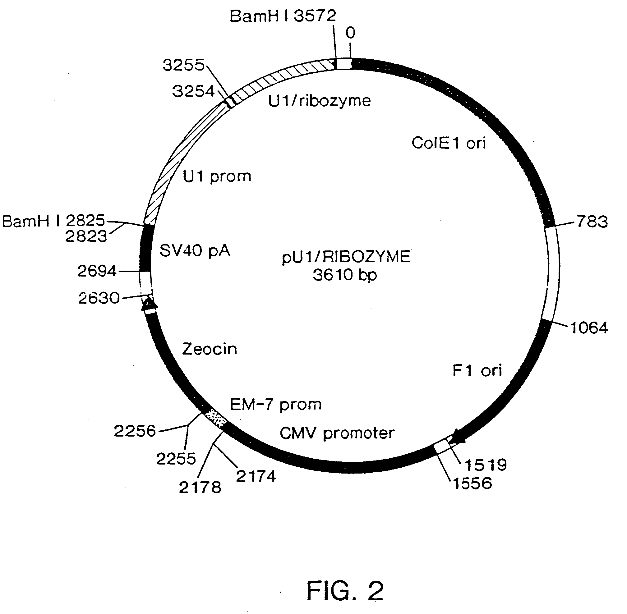 Delivery construct for antisense nucleic acids and methods of use