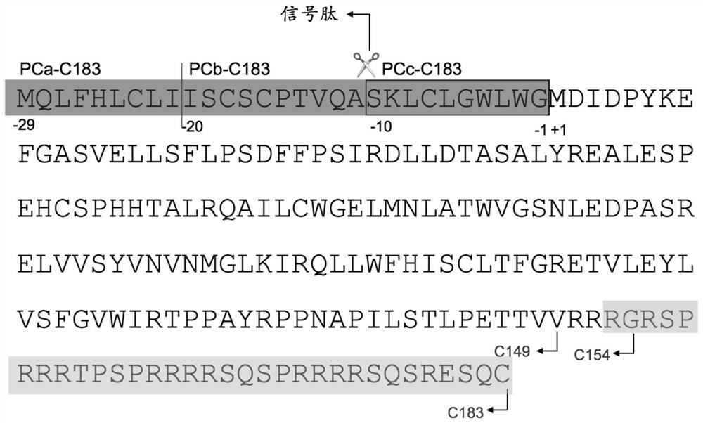 Monoclonal antibody for resisting hepatitis B virus e antigen and application thereof