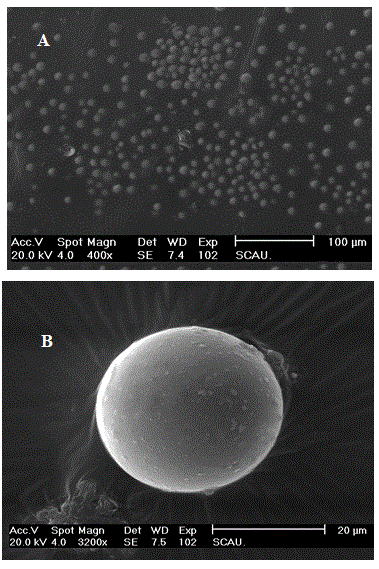 Preparation method of Isaria javanicus conidium microcapsules