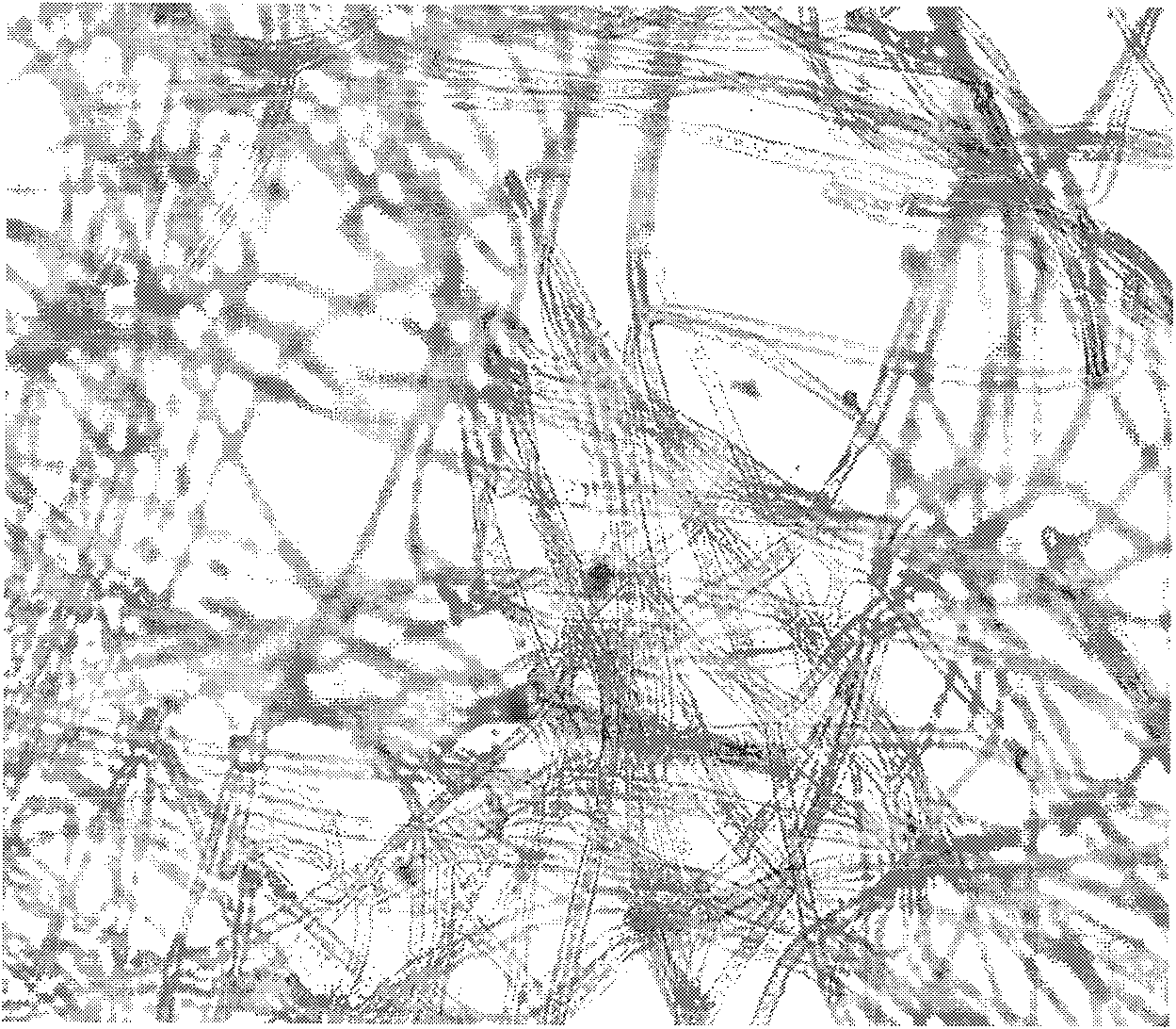 Method for identifying cordyceps sinensis phorozoon by using immunohistochemistry