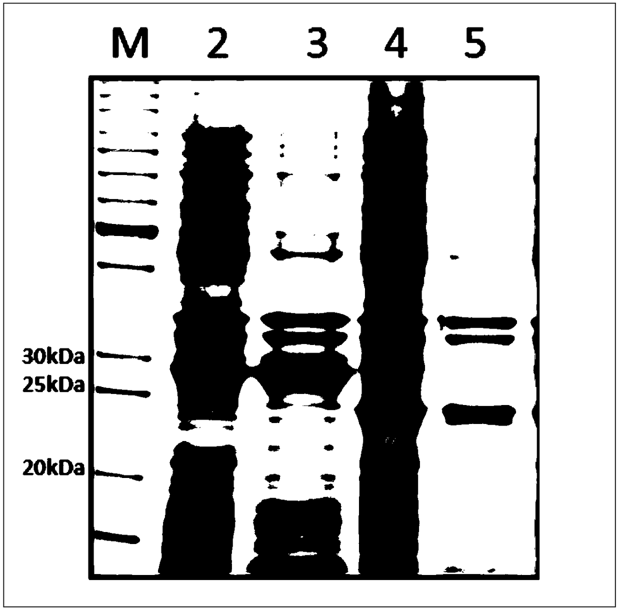 Application of Cap-TFlg protein in preparing PCV2 vaccine