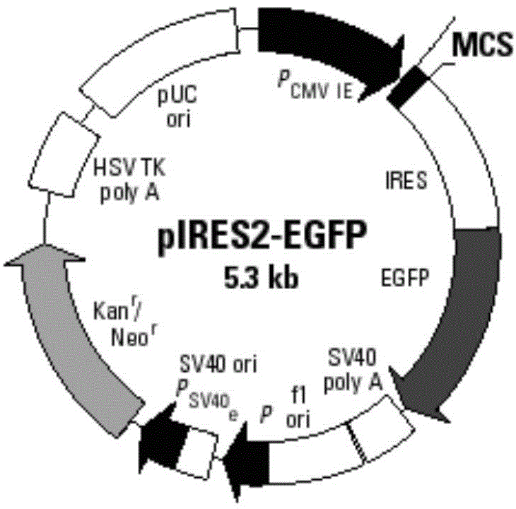 IL-2 and MART-1 dual-gene co-expression recombinant vector as well as preparation method and application of recombinant vector