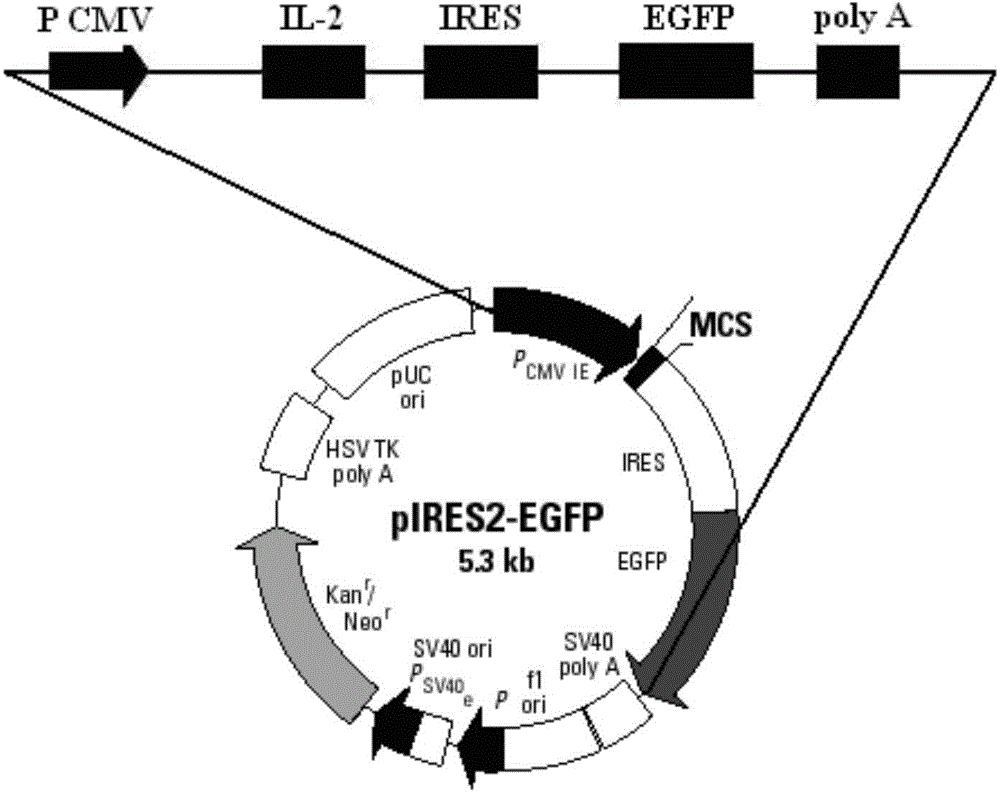 IL-2 and MART-1 dual-gene co-expression recombinant vector as well as preparation method and application of recombinant vector