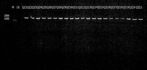 PCR rapid detection method for marine culturable bacteria, and kit