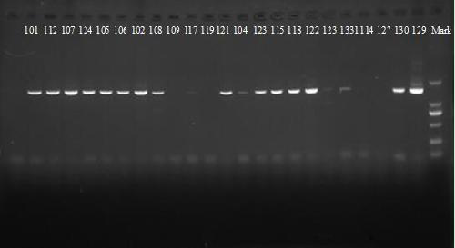 PCR rapid detection method for marine culturable bacteria, and kit