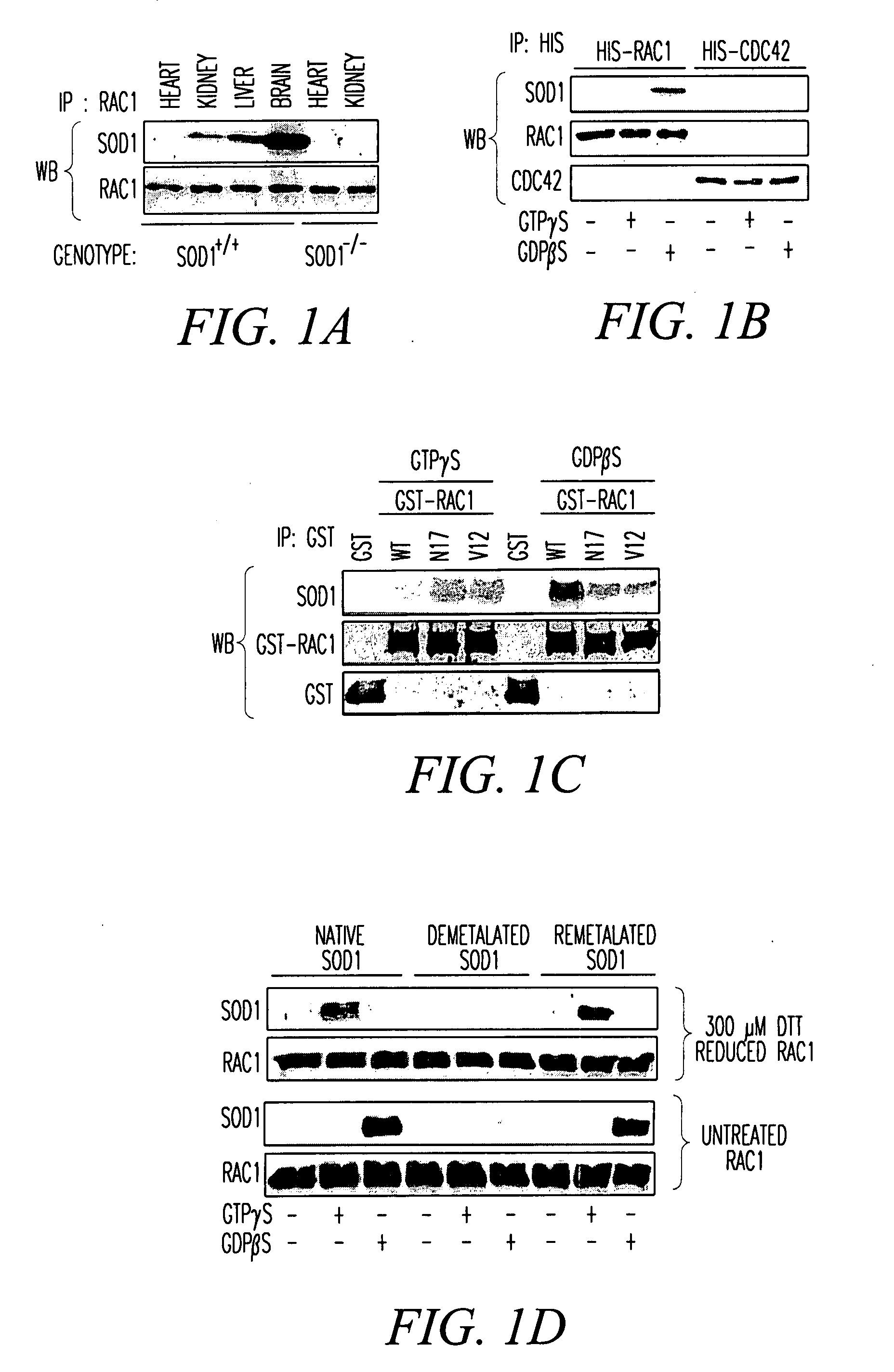 Method of identifying compounds useful to treat neuronal degenerative diseases