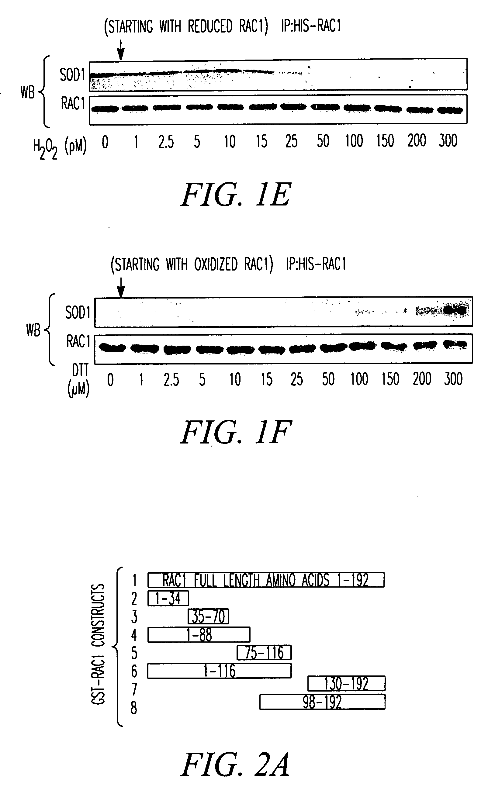 Method of identifying compounds useful to treat neuronal degenerative diseases