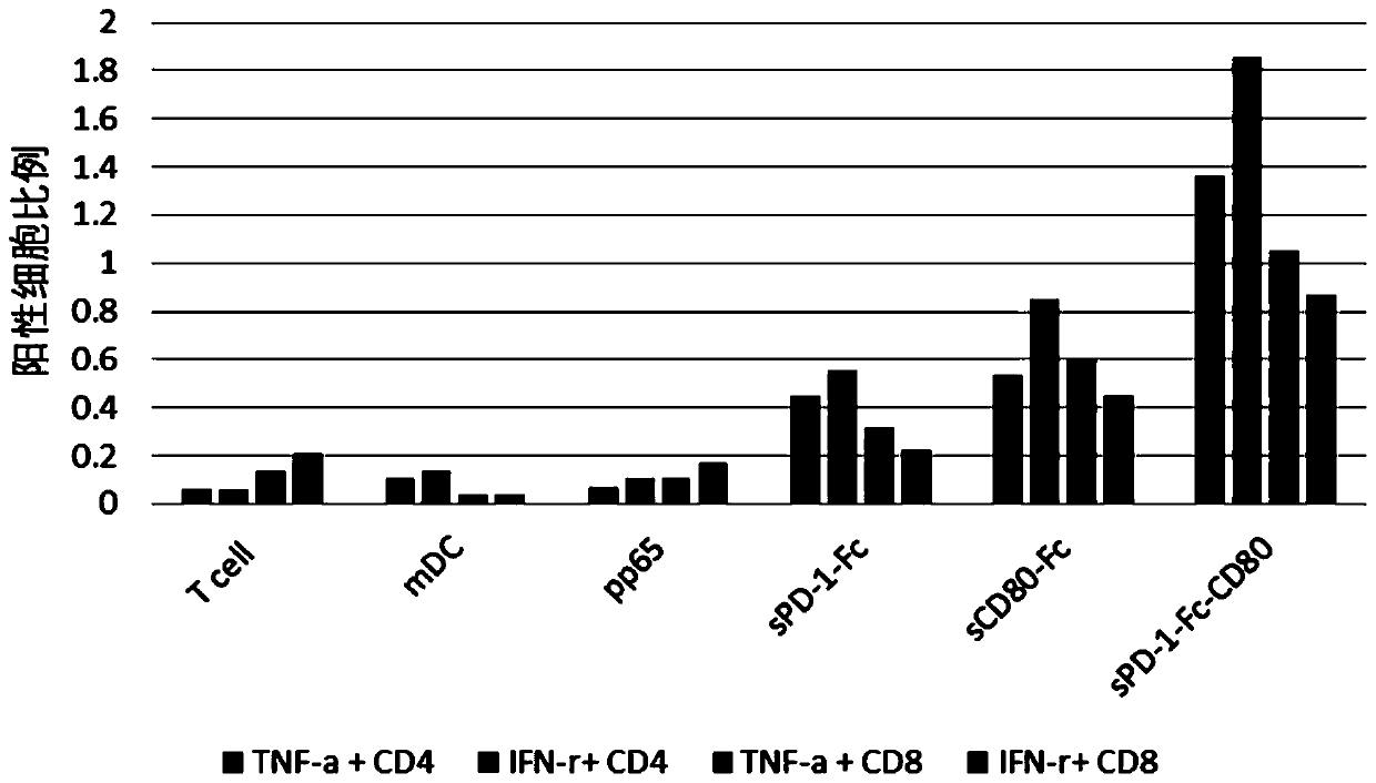 Fusion protein with immune regulation function, pharmaceutical composition, cell and application