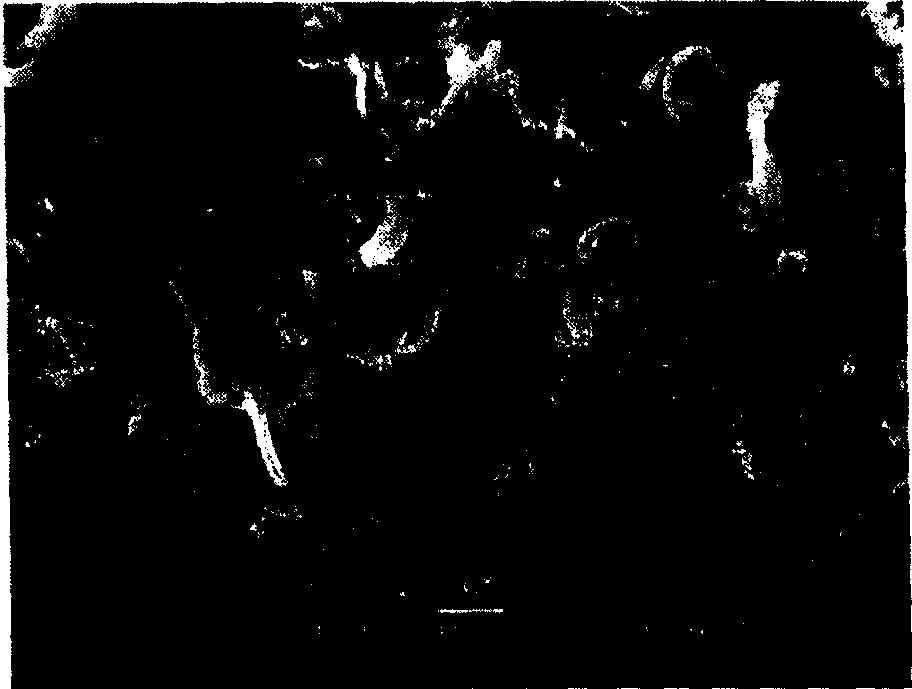 In-situ fibril method of recovering waste thermoplastic plastics