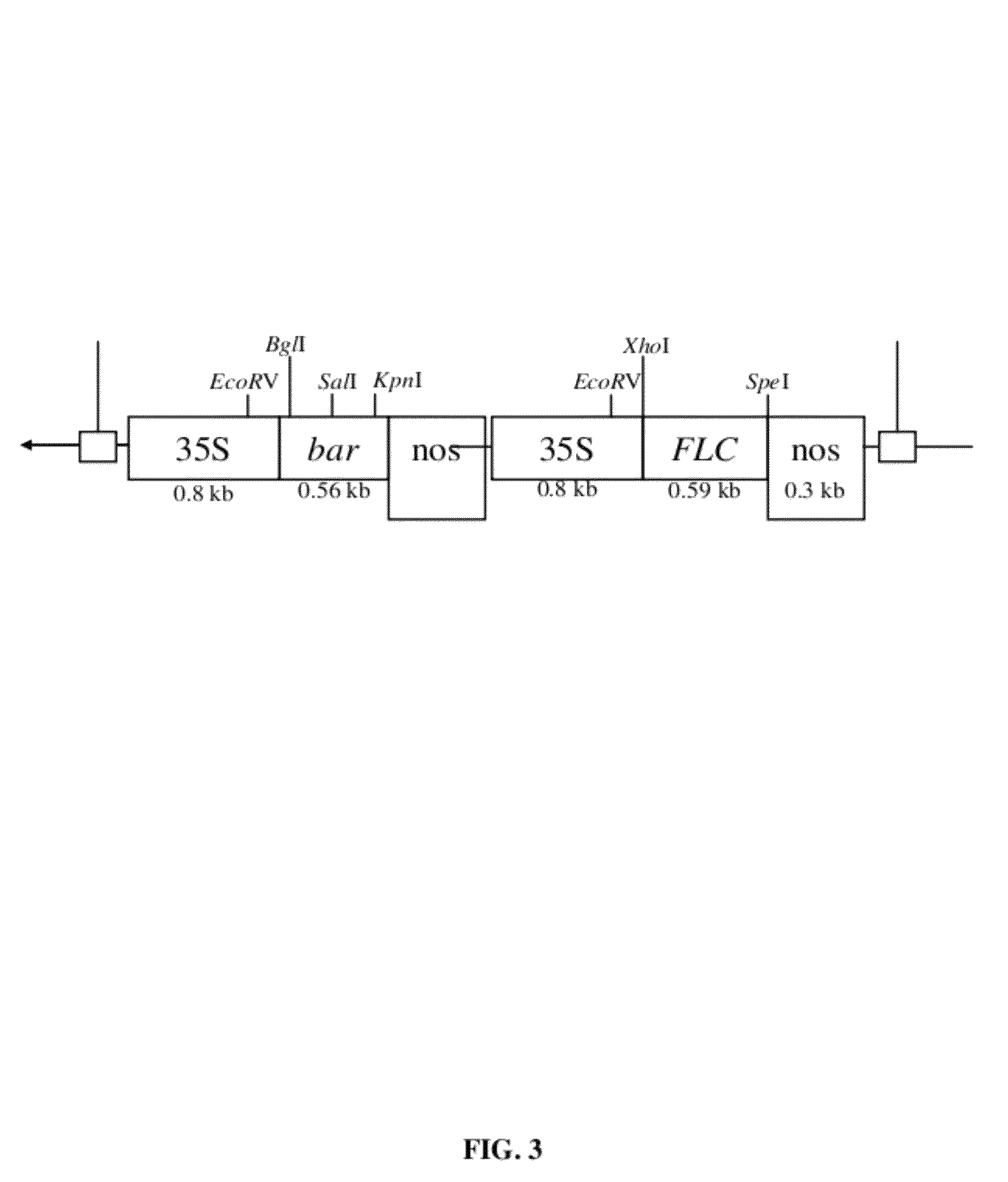 Energy crops for improved biofuel feedstocks