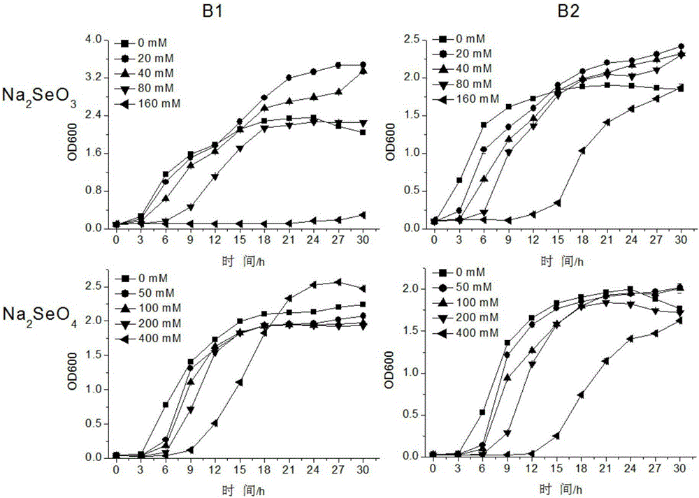 Method for separating, purifying and identifying bacteria with super selenium endurance