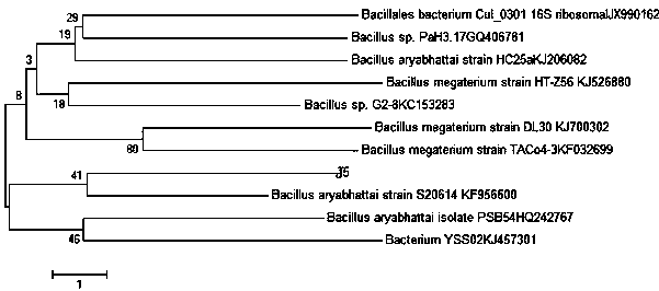 A Strain of Bacillus arborii j5 and Its Application