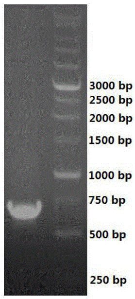 Short-chain dehydrogenase and gene thereof, recombinant expression vector, genetically engineered bacterium and application thereof in astaxanthin chiral intermediate synthesis