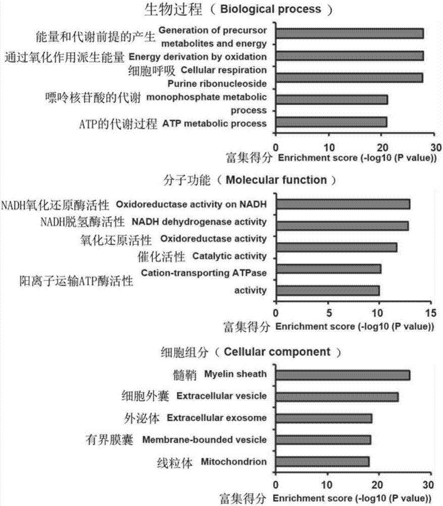 Marker associated with the diagnosis of malignant glioma and application thereof