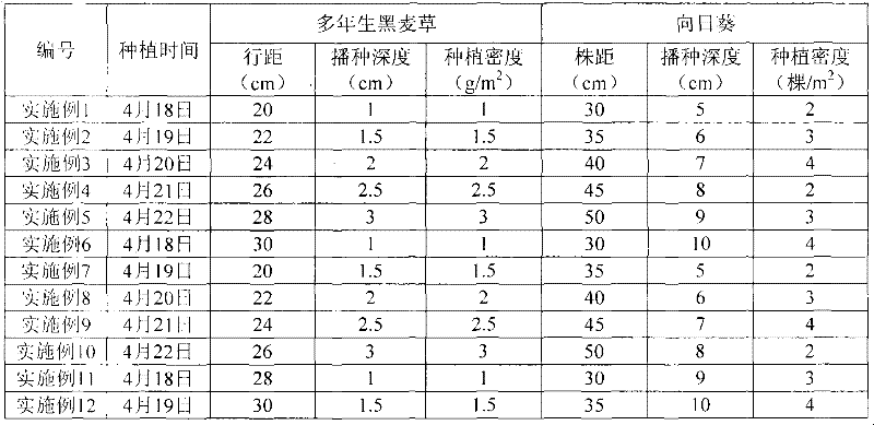 Method for substituting for flaveria bidentis by utilizing combination of sunflower and perennial ryegrass