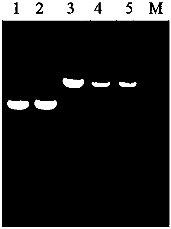 Preparation method and application of bacilli for efficiently metabolizing glycerol