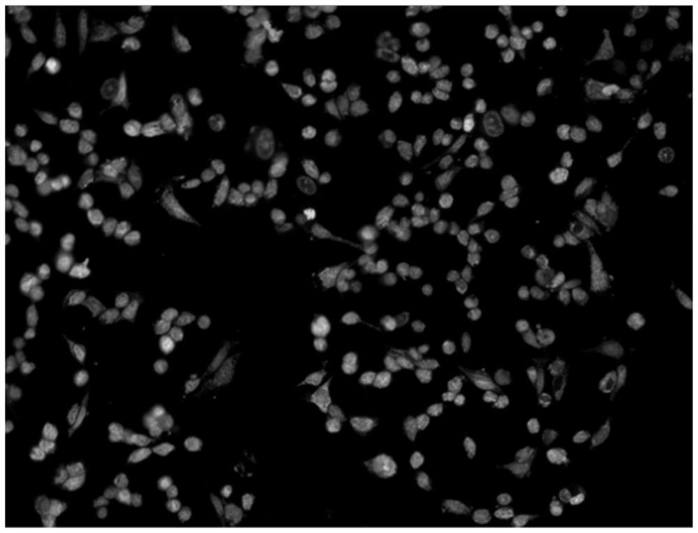 Method for evaluating toxic effect mechanism