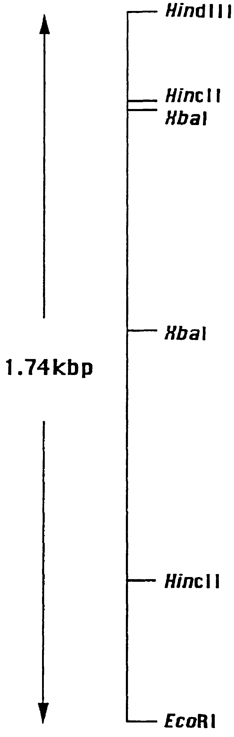 Plant promoter and method for gene expression using said promoter