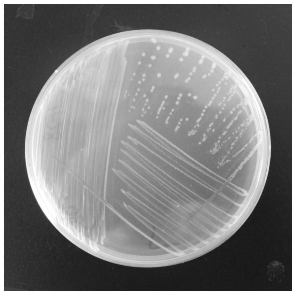 Rhizosphere Growth Promoting Bacteria and Its Application