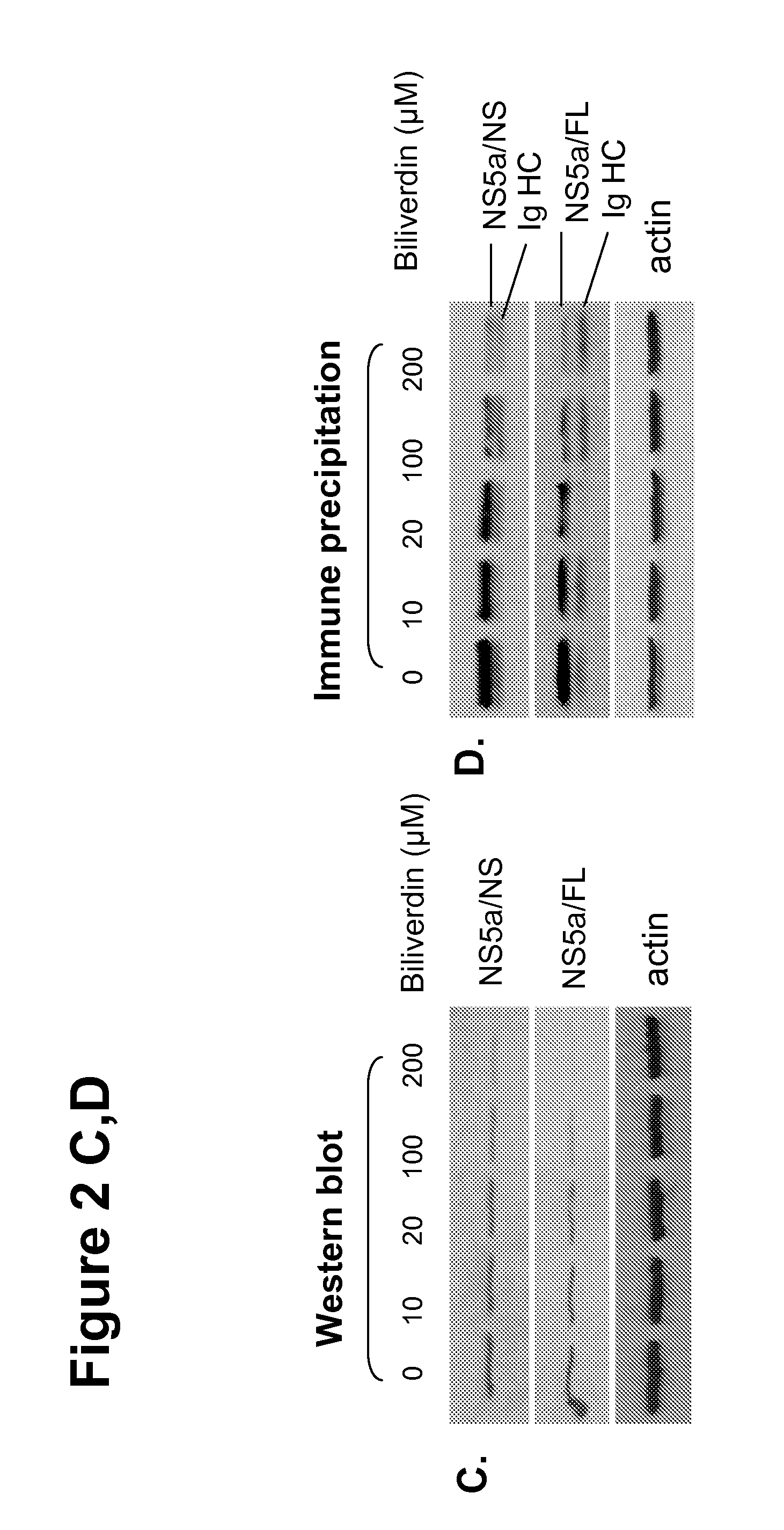 Treatment of hepatitis c virus infections