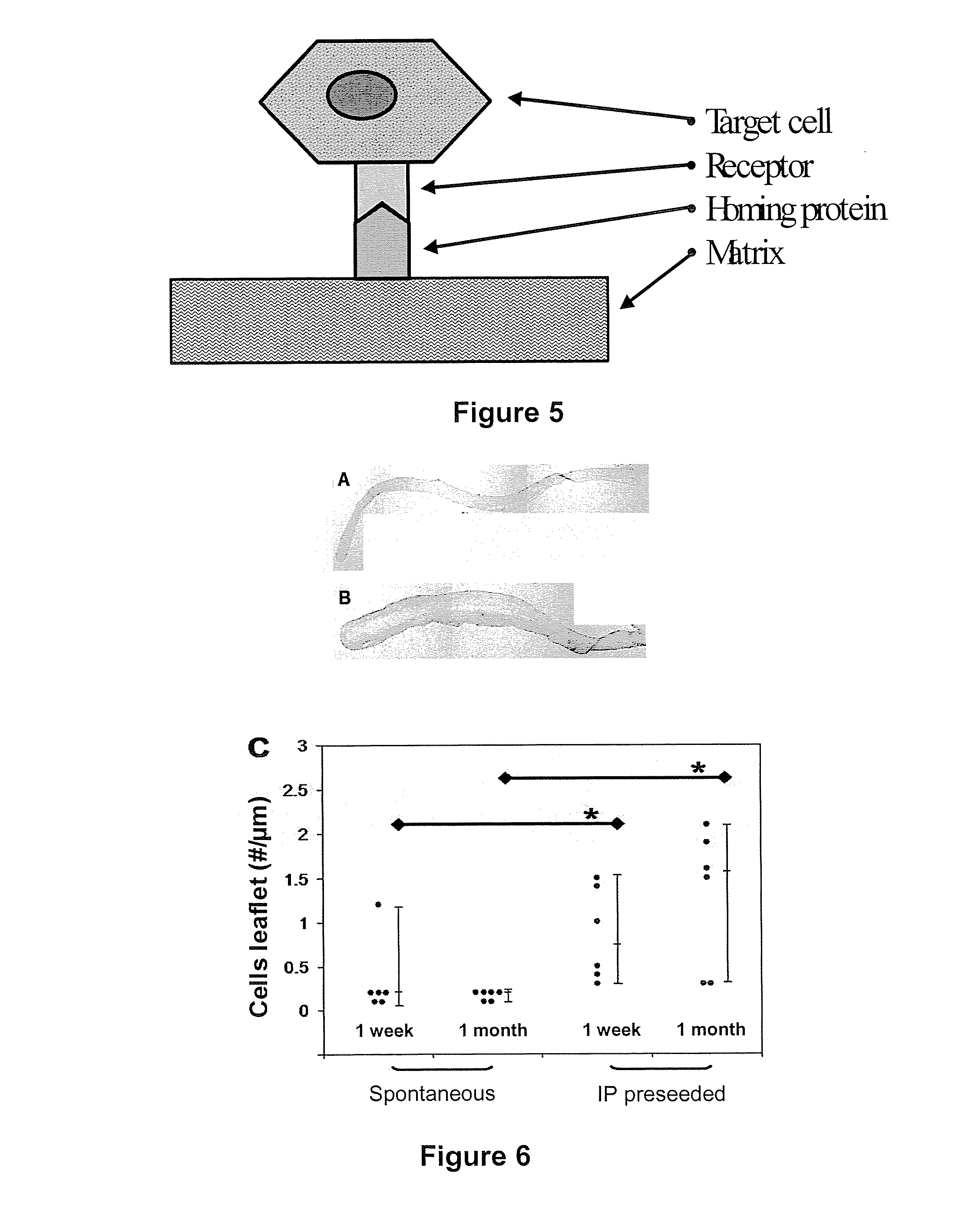 Scaffold engineering