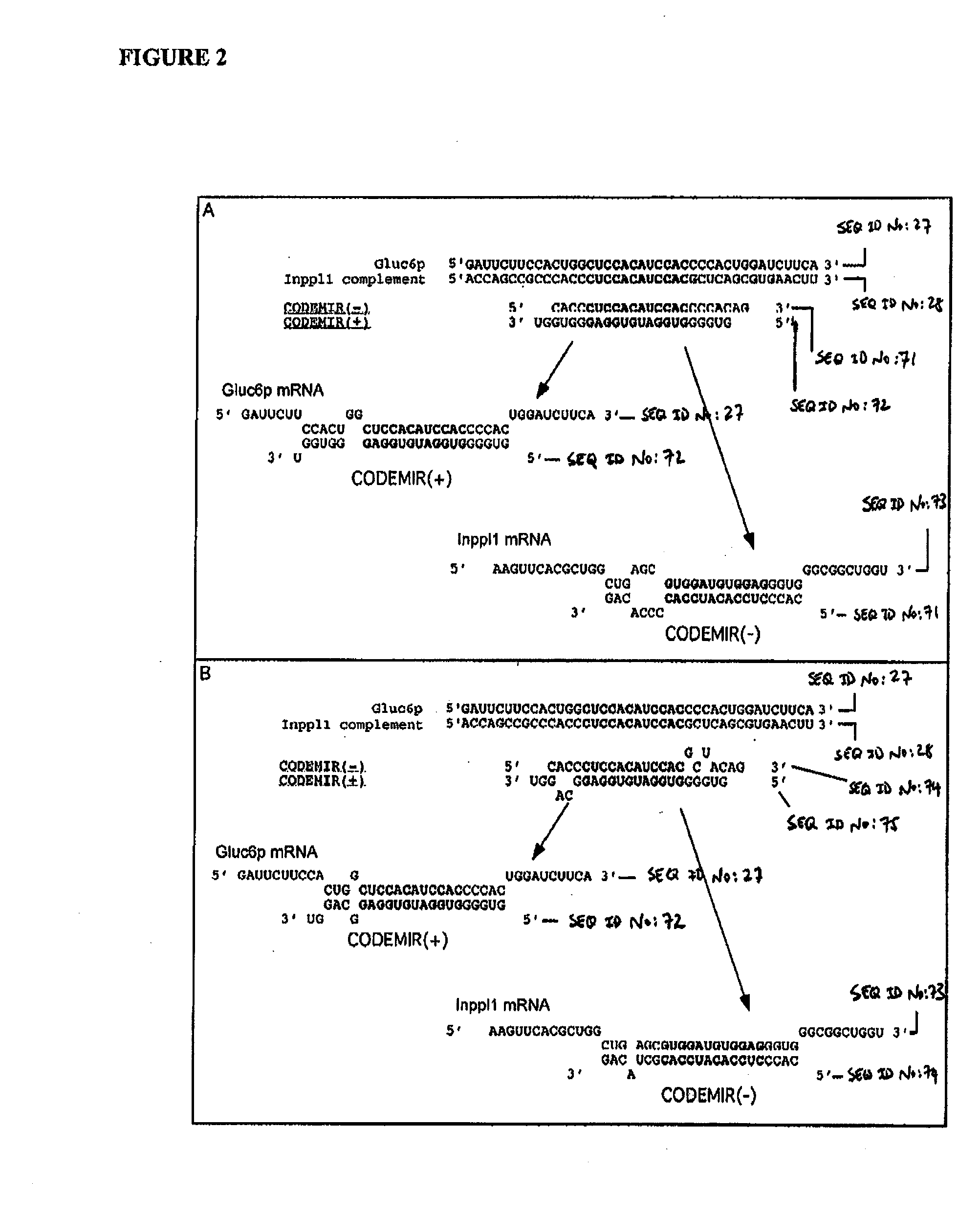 Multitargeting Interfering RNAs Having Two Active Strands And Methods For Their Design And Use