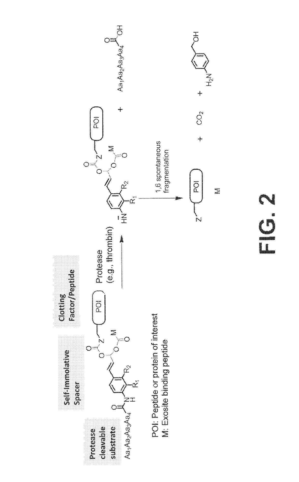 Procoagulant compounds