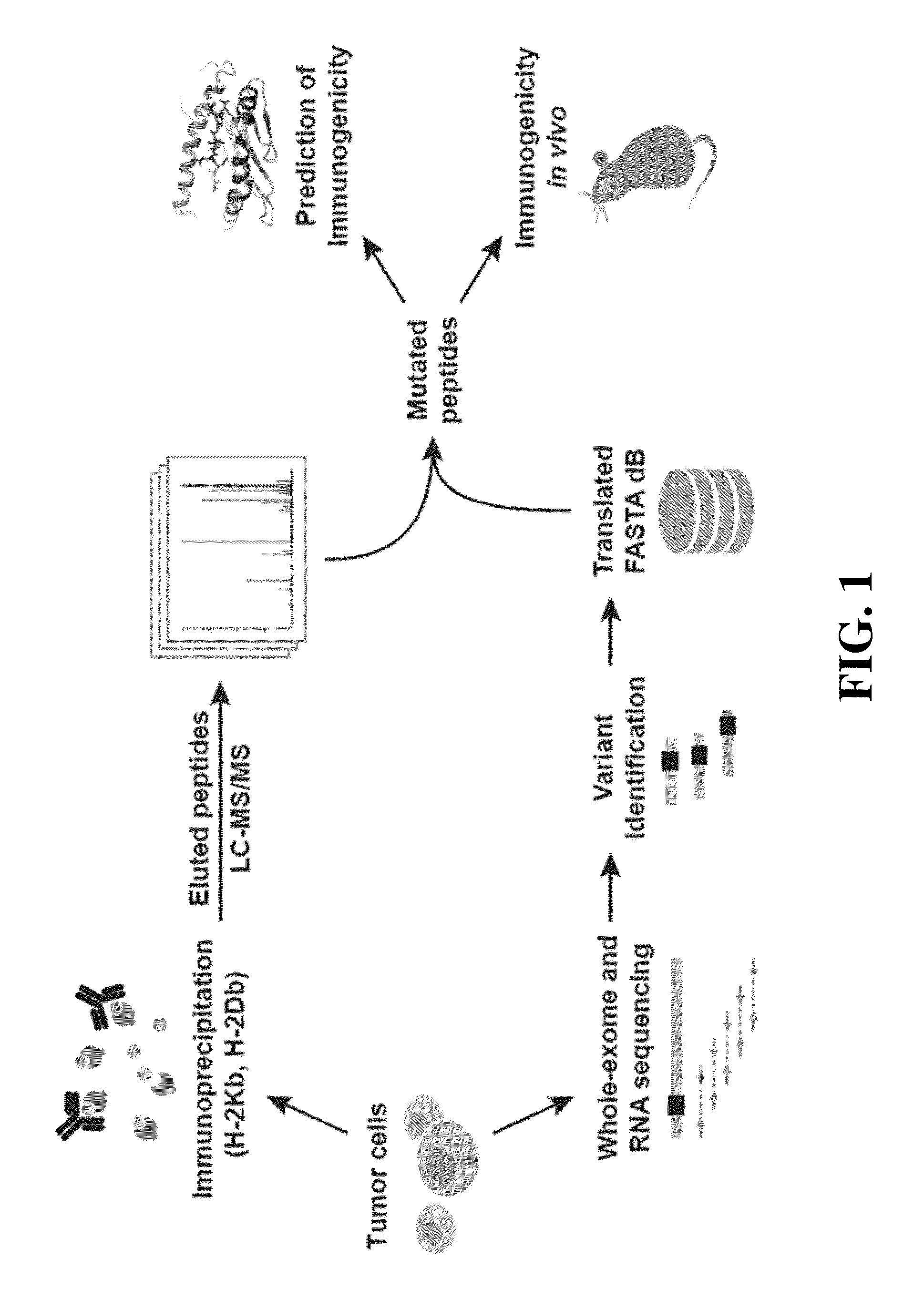 Immunogenic mutant peptide screening platform