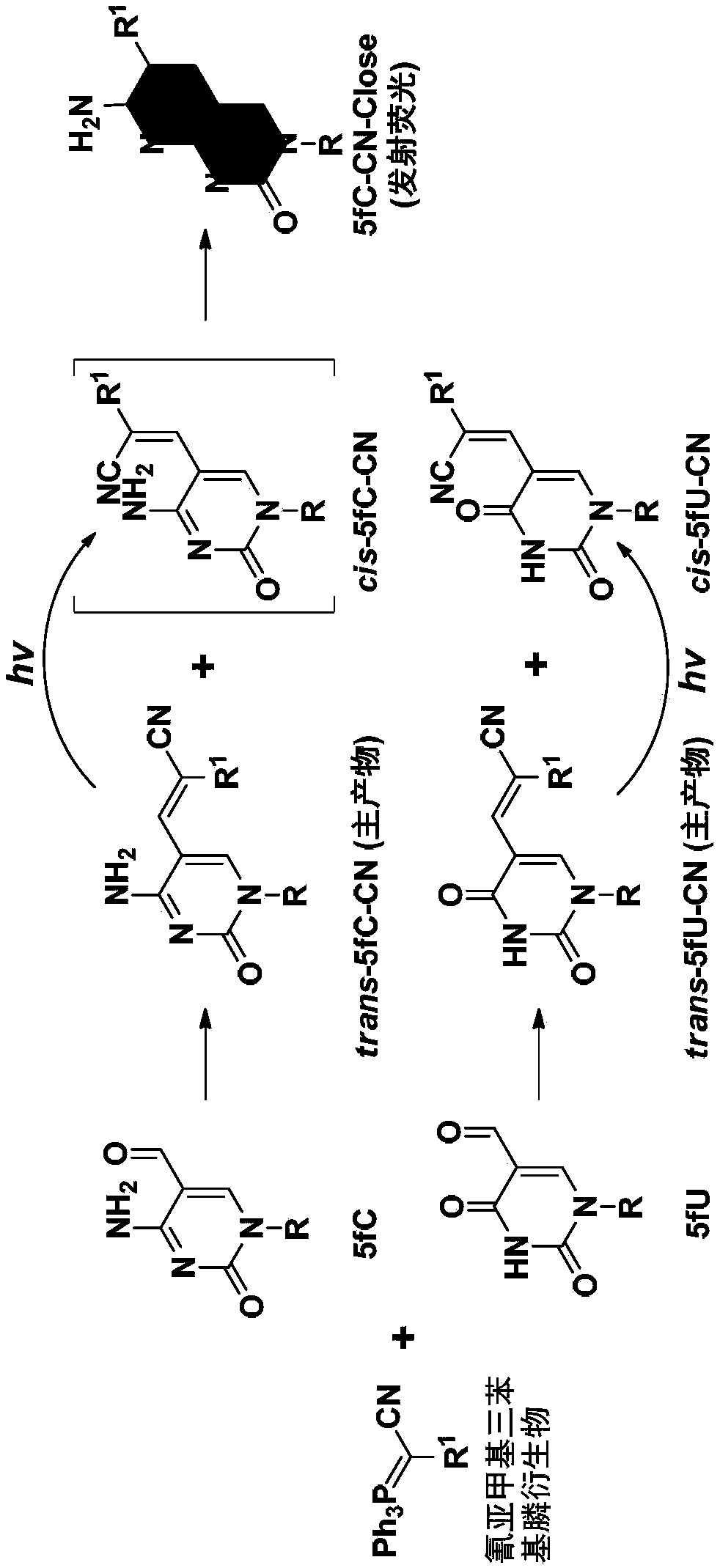 Method for deriving aldehyde pyrimidine, method for detecting 5-aldehyde cytosine as well as application of aldehyde pyrimidine derivative