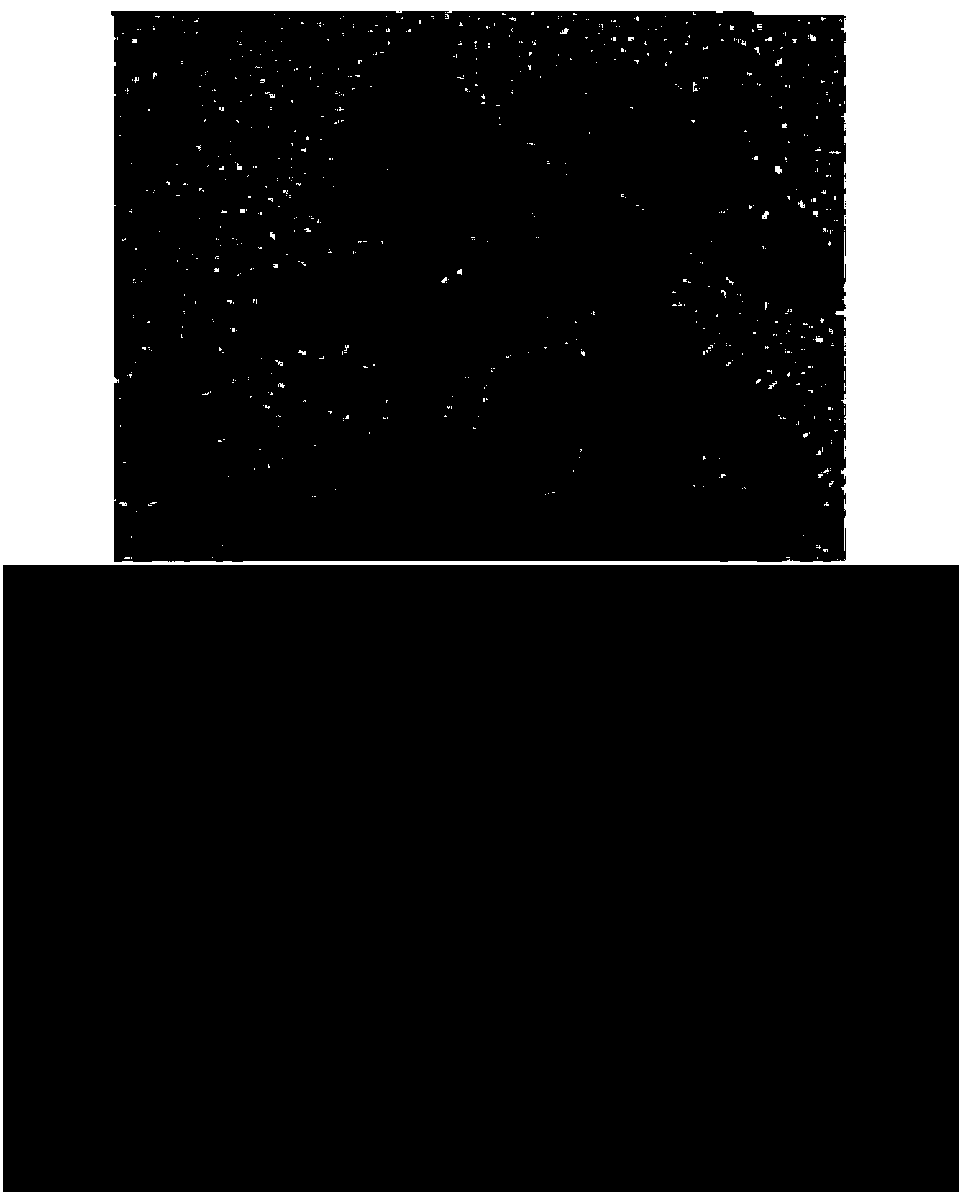 Low-temperature yeast for brewing musalais, preparation method and prepared musalais