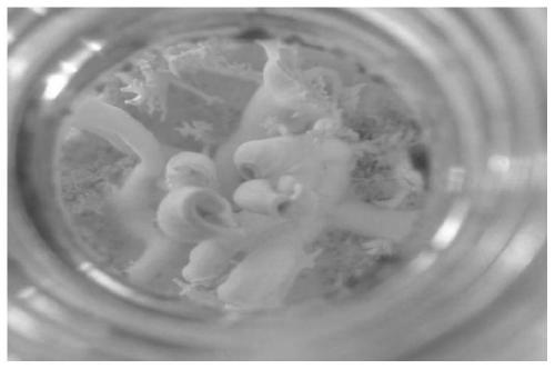 Application of high-temperature-resistant pleurotus ostreatus in production of ergothioneine