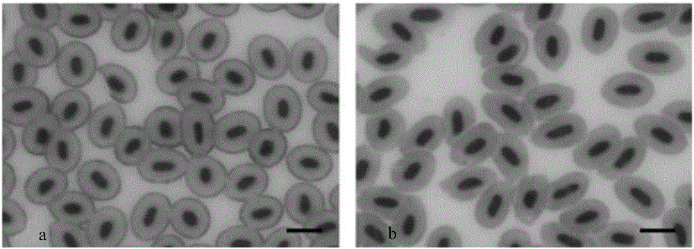 Method for producing loach tetraploid