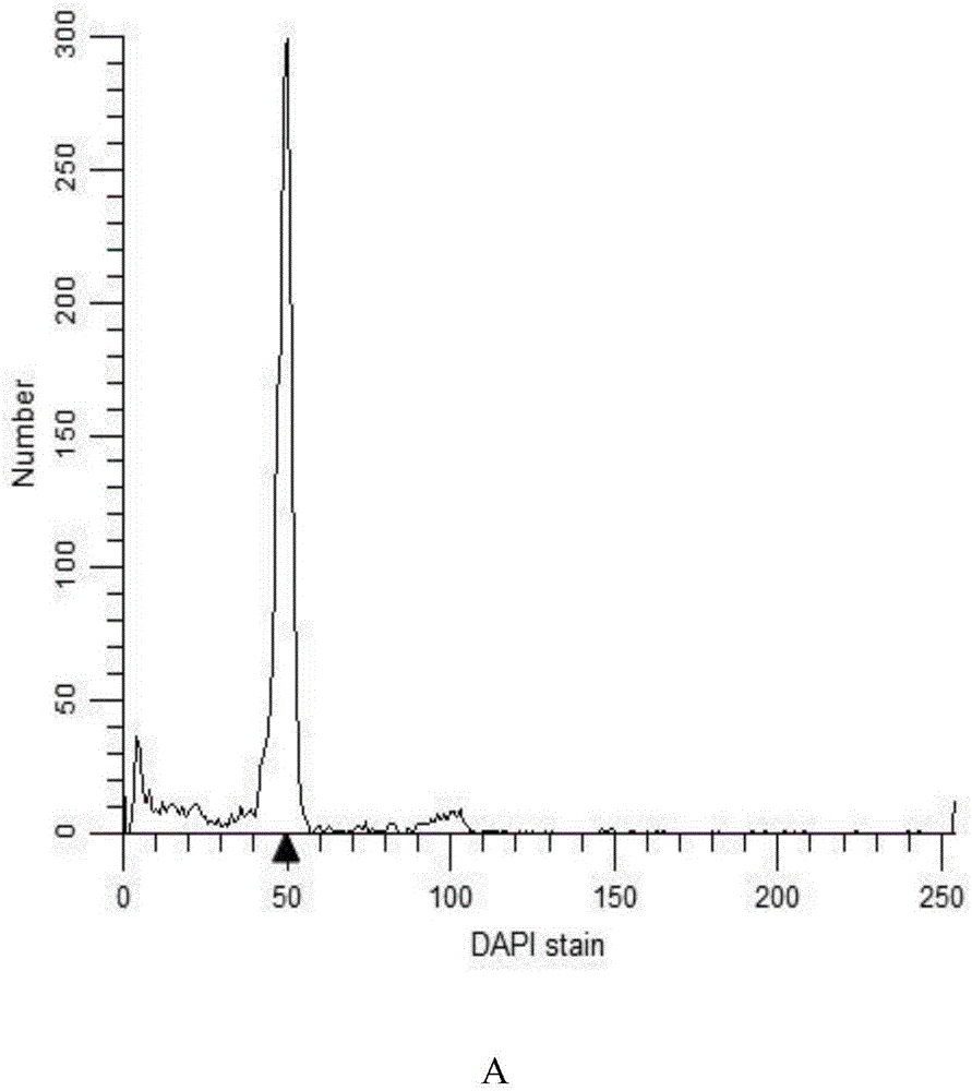 Method for producing loach tetraploid