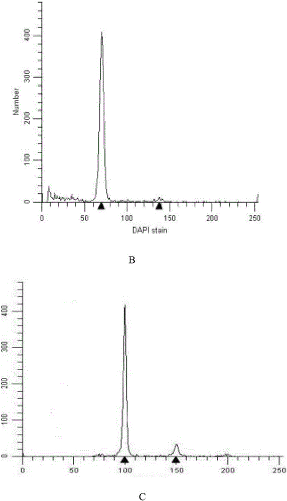 Method for producing loach tetraploid