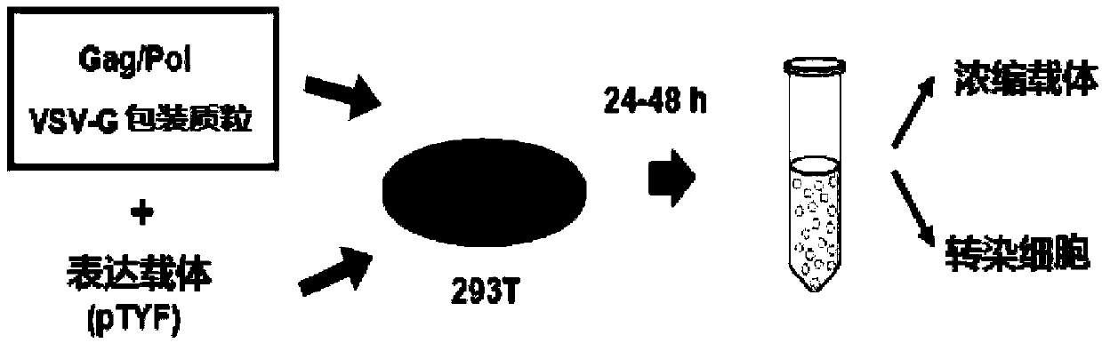 Type B hemophilia lentiviral vector, lentivirus and preparation method and application thereof