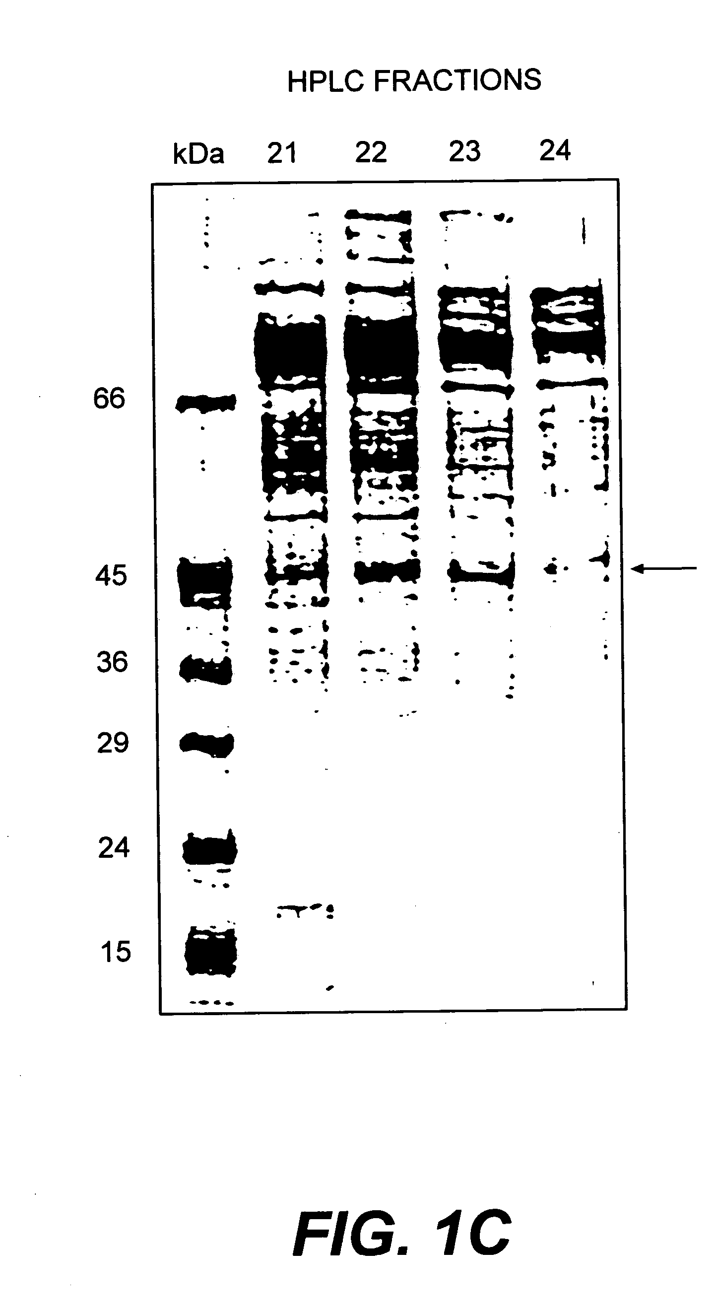 Cloning, sequencing and expression of a gene encoding an eukaryotic amino acid racemase, and diagnostic, therapeutic, and vaccination applications of parasite and viral mitogens