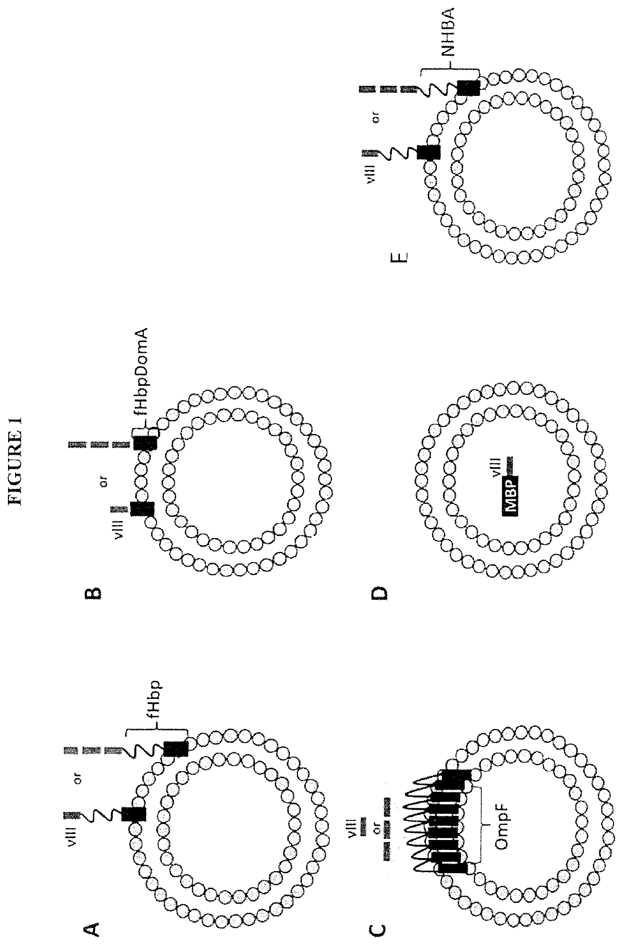 Immunogenic compositions containing bacterial outer membrane vesicles and therapeutic uses thereof