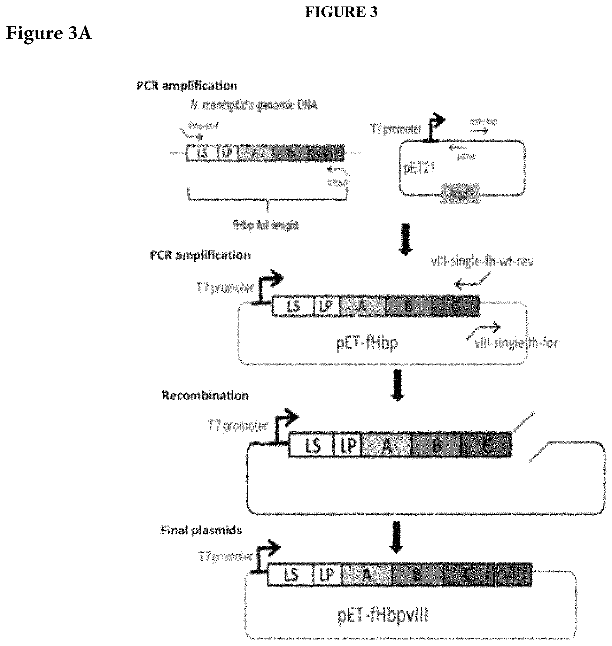 Immunogenic compositions containing bacterial outer membrane vesicles and therapeutic uses thereof