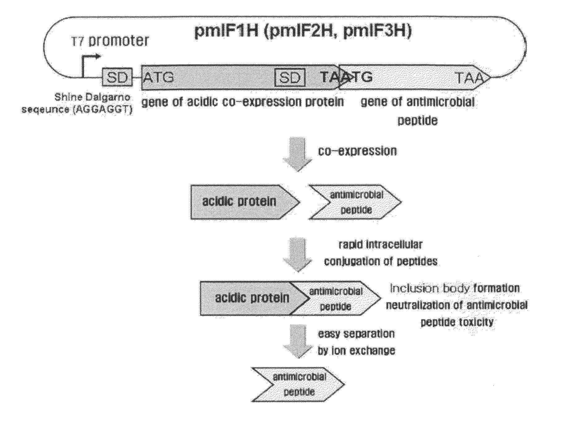 Method for the mass expression of an antimicrobial peptide by using a translational coupling system