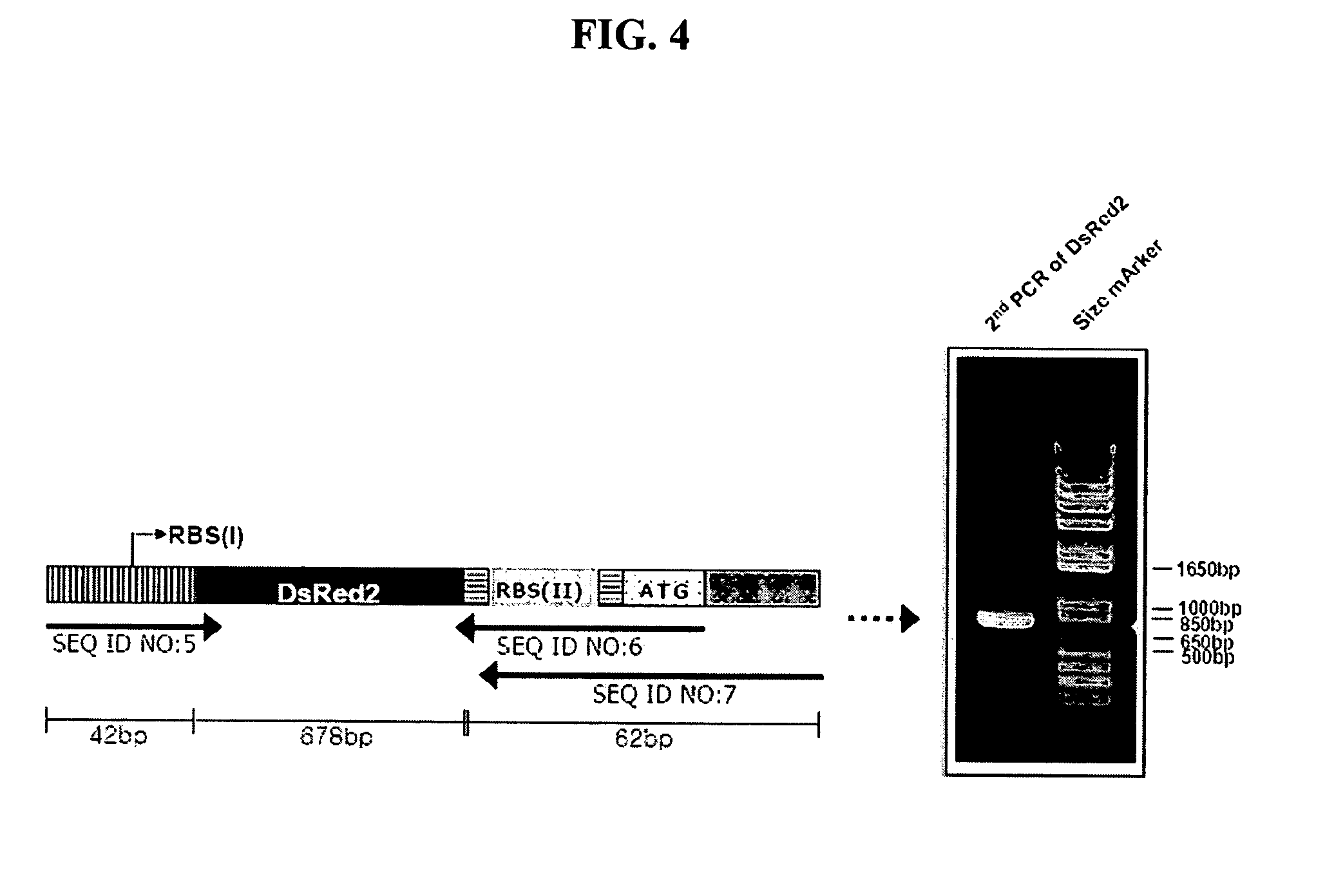 Method for cloning and expressing target gene by homologous recombination