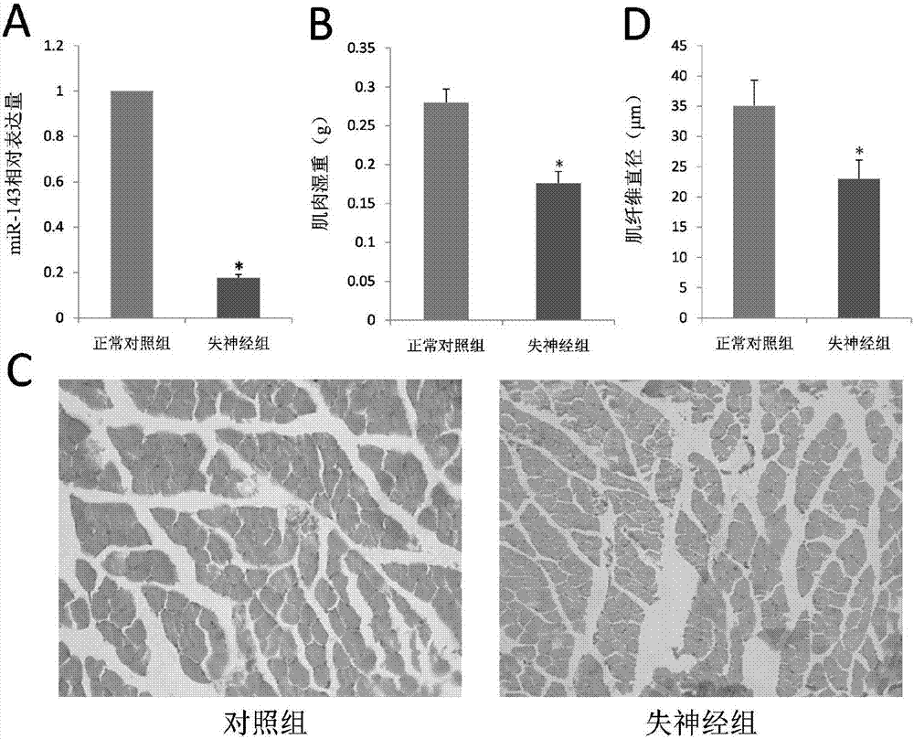 Method for delaying muscle atrophy after mouse denervating by using miR-143 inhibitor